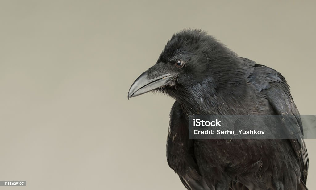 Schwarze Krähe schaut Studio-Porträt auf grauem Hintergrund - Lizenzfrei Auge Stock-Foto