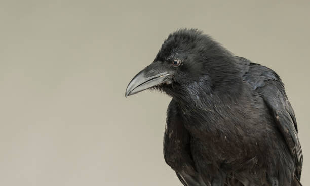 istock Black crow looking studio portrait on gray background 1138629197