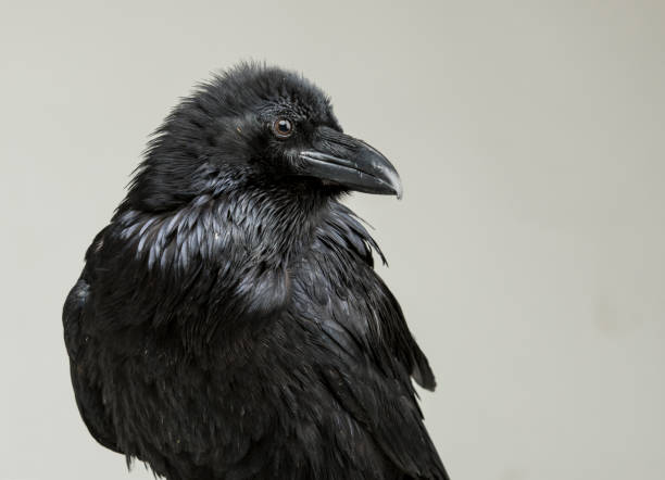 istock Black crow looking studio portrait on gray background 1138629201