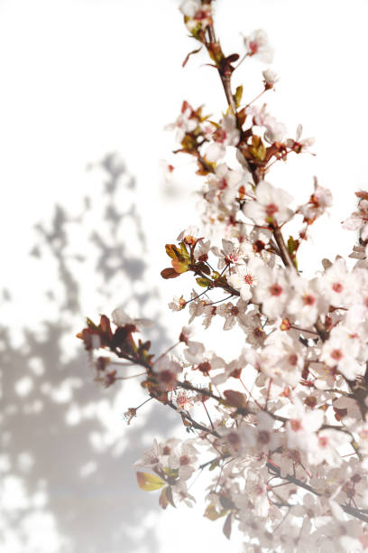 istock Blooming tree with white, pink flowers in morning sunshine and shadow, blurred sunlight. 1138631431