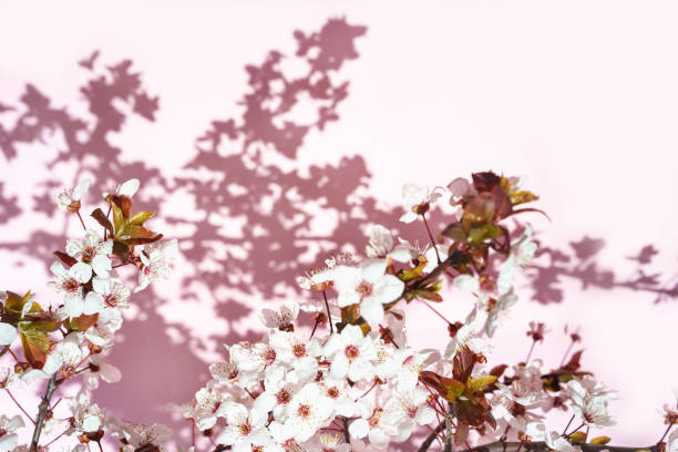 istock Blooming tree with white, pink flowers in morning sunshine and shadow, blurred sunlight. 1138631530