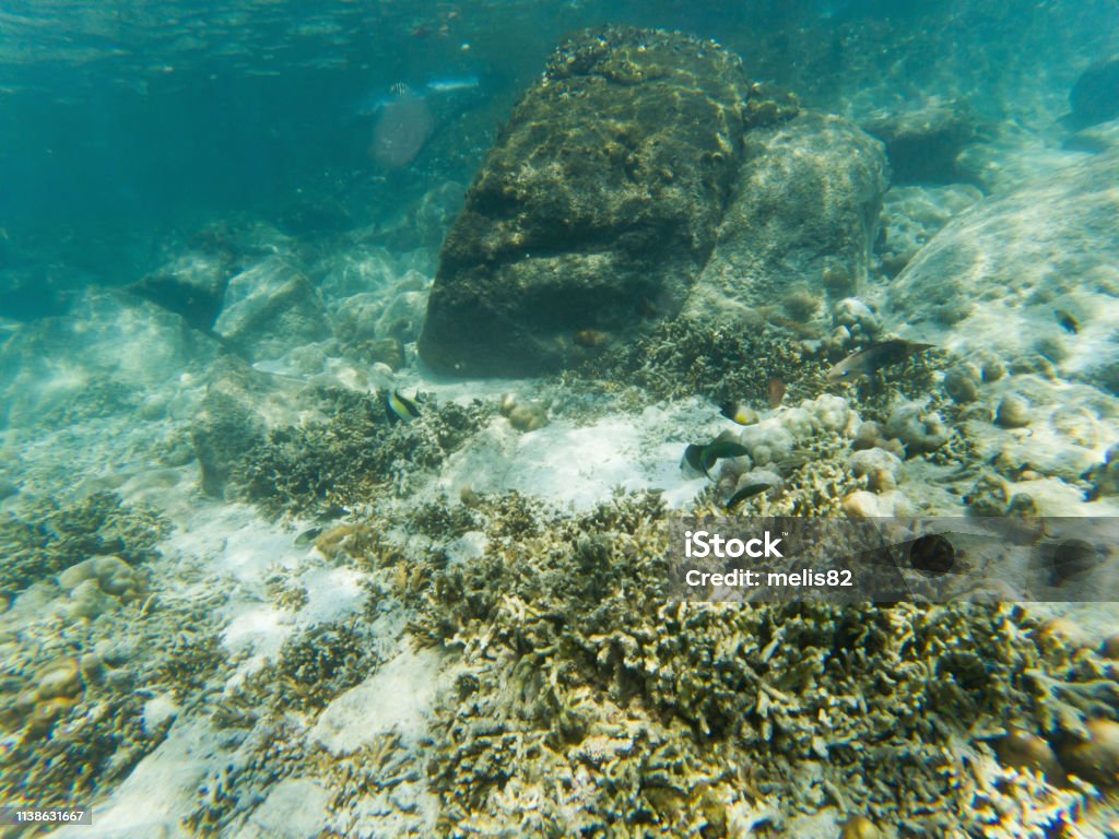 산호초의 바닷속 해양 생물 0명에 대한 스톡 사진 및 기타 이미지 - 0명, 거북이, 깊은 - iStock