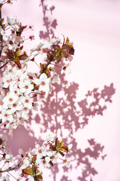 istock Blooming tree with white, pink flowers in morning sunshine and shadow, blurred sunlight. 1138631690