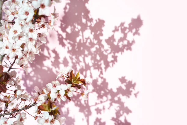 istock Blooming tree with white, pink flowers in morning sunshine and shadow, blurred sunlight. 1138631727