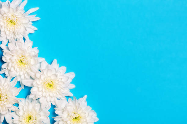 istock White flowers over blue background with copy space. Flat lay, top view. 1138631829