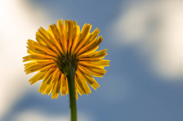 Yellow dandelions