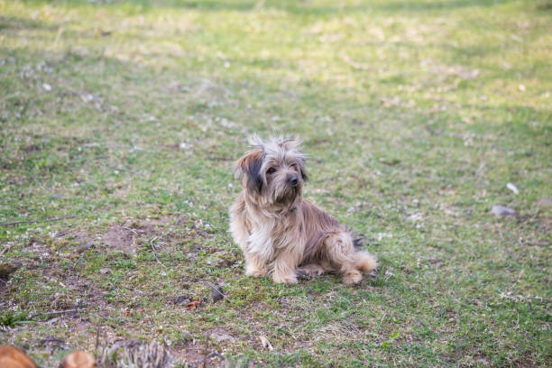 istock Little domestic dog sitting in a backyard. 1138636737