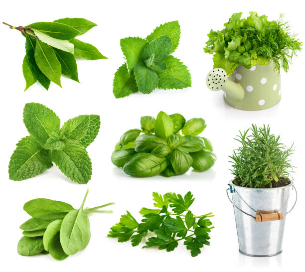 istock Set fresh herbs and spices. Still life 1138637447