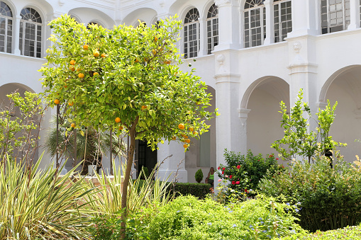 Ciutadella, Menorca, Spain - August 13, 2018 : The Diocesan Museum of Menorca garden located in a 17th-century Augustine convent. Orange tree growing in Ciutadella on Menorca island.