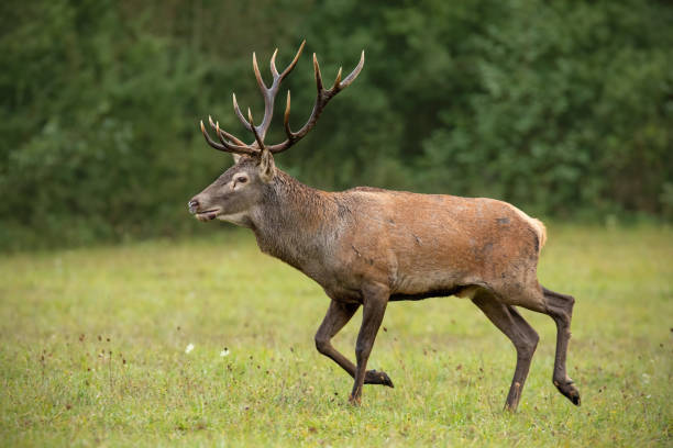 istock Red deer stag running over meadow with green forest blurred in background. 1138637758