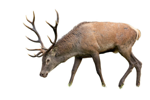 istock Isolated grazing red deer stag with antlers 1138637780