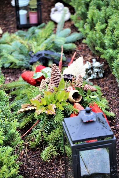istock An Image of a plant 1138638911