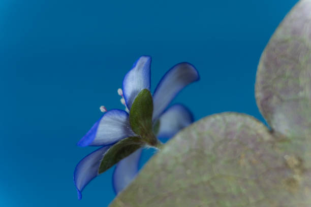 istock Anemone hepatica, liverwort, kidneywort, pennywort 1138641230