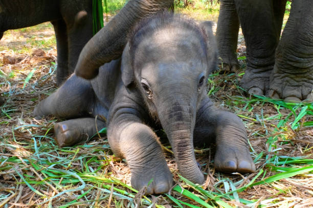 istock baby asian elephant lying down on grass 1138642308