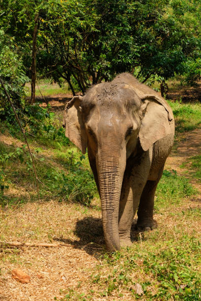 istock asian elephant facing the camera in the jungle 1138642464