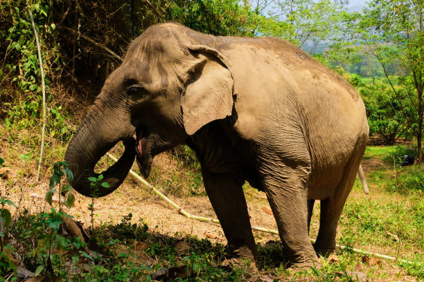 istock large asian elephant eating bamboo and facing away 1138642857