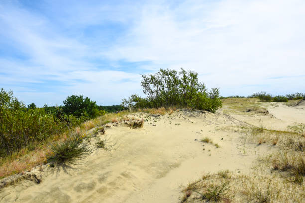 istock deserted sandy landscape with greenery trees and woods  weather sky 1138642861