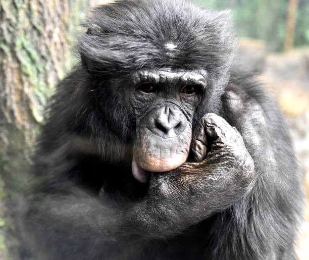 istock Bonobo Adult Male 1138645263