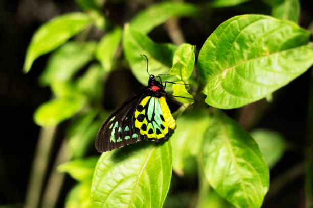 istock Male Cairn Birdwing Butterfly 1138646322
