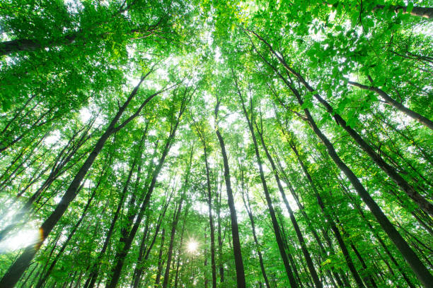 istock Forest trees. nature green wood sunlight backgrounds 1138646337