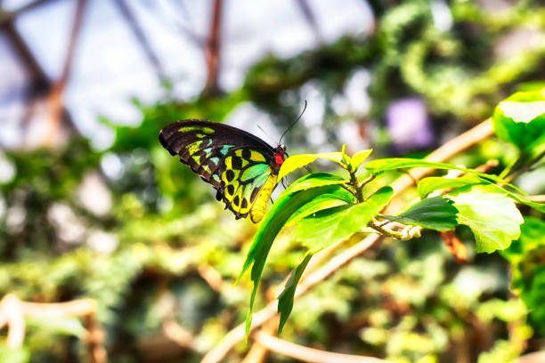 The Ornithoptera priamus is commonly known as the common green birdwing, New Guinea Birdwing, Cape York Birdwing, Priam's Birdwing or Northern Birdwing it is a widespread species of birdwing butterfly found in the central and south Moluccas, New Guinea, Bismarck Archipelago, Solomon Islands, and northeast Australia.