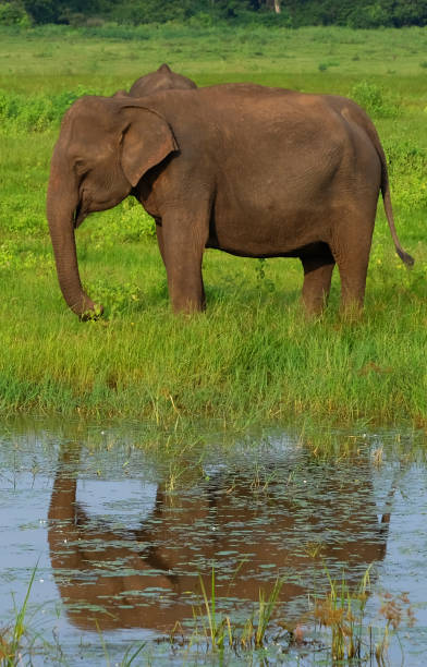 istock one indian elephant and his reflection in a pond 1138646511