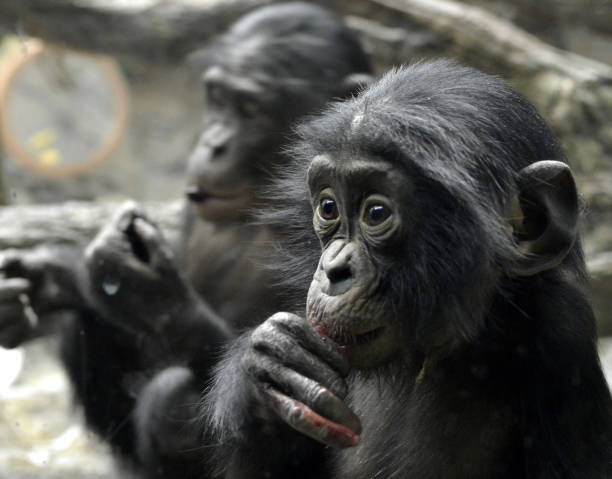 istock Bonobo Brother and Sister 1138647959