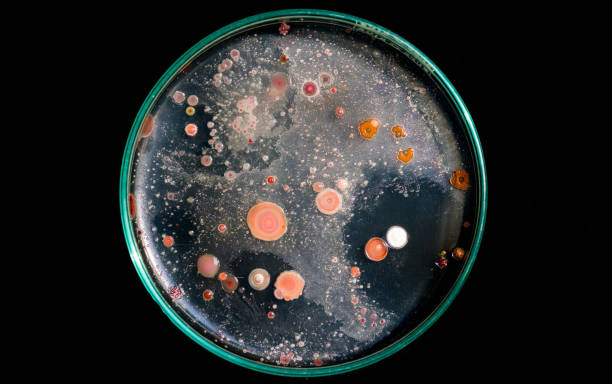 micro organismi del suolo dalla vista dall'alto agar nutriente in lastra. - petri dish bacterium science laboratory foto e immagini stock