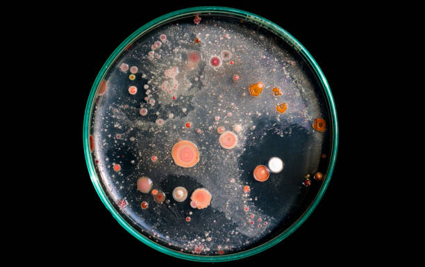톱 뷰 토양 미생물 영양 한 천은 접시에. - bacterium petri dish colony microbiology 뉴스 사진 이미지