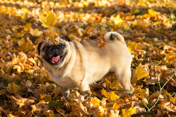 istock Pug dog in a park, autumn 1138648981