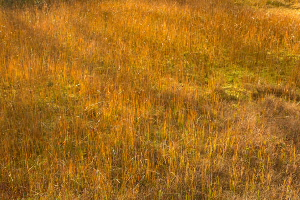 plants in autumn swamp Blurred background from natural plants in autumn swamp 3610 stock pictures, royalty-free photos & images