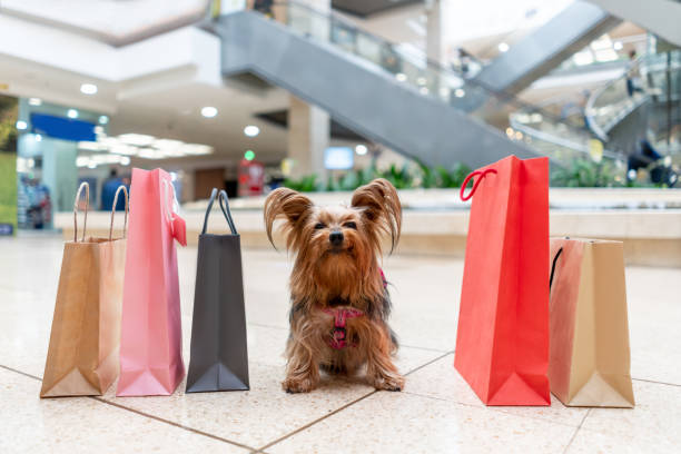 istock Beautiful dog shopping at a pet friendly mall 1138649876