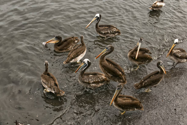 istock many pelicans standing in the water 1138650445