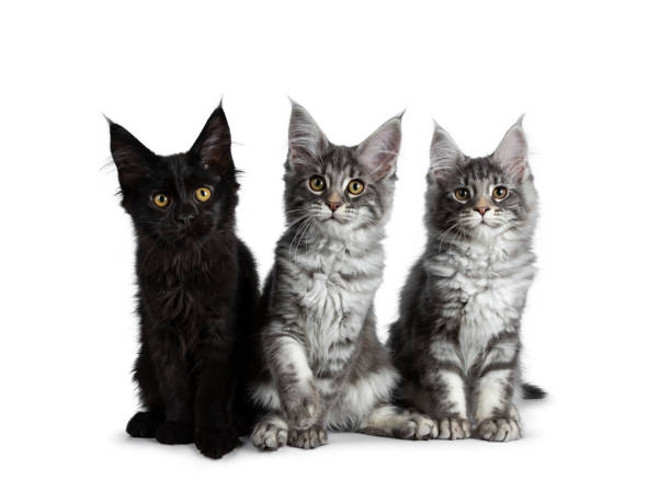 istock Group of three blue tabby / black solid Maine Coon cat kittens, sitting up in perfect line. Looking straight to lens with bright eyes. Isolated on white background. 1138653613
