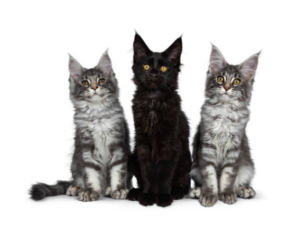 istock Group of three blue tabby / black solid Maine Coon cat kittens, sitting up in perfect line. Looking above lens with bright eyes. Isolated on white background. 1138653643