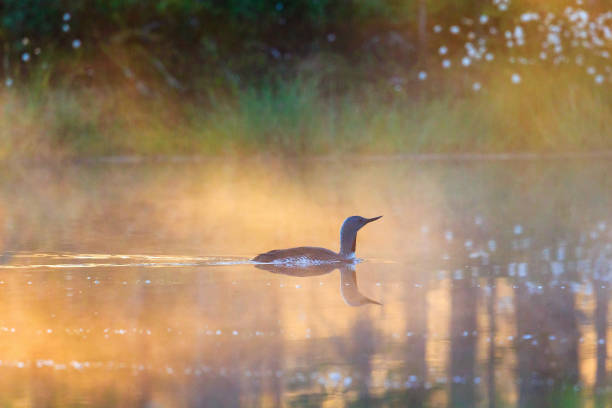 istock Red throated loon at a summer dawn 1138654937