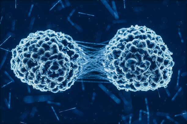 Cancer Cells Division 3d medical illustration of the cancer cells during division. cell division photos stock pictures, royalty-free photos & images