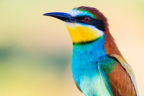istock bee-eater golden close-up portrait 1138657012