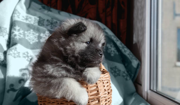 Keeshond puppy in a basket by the window stock photo