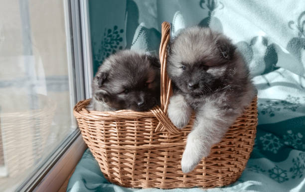 cuccioli keeshond in un cesto vicino alla finestra - keeshond foto e immagini stock