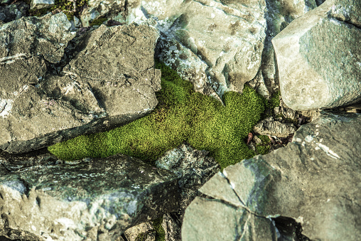 Moss on the Limestone Rock