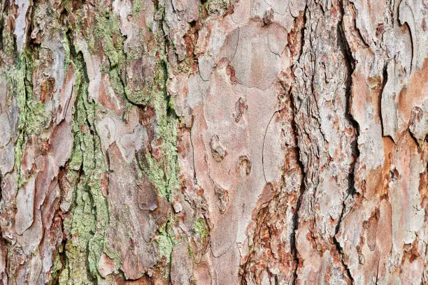 Photo of Embossed texture of the bark of red pine. Nature wood background.