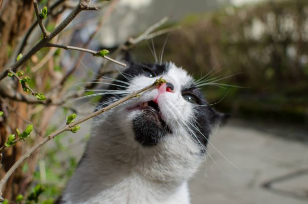 Black and white cat sniffs twig with first green leaves in spring.