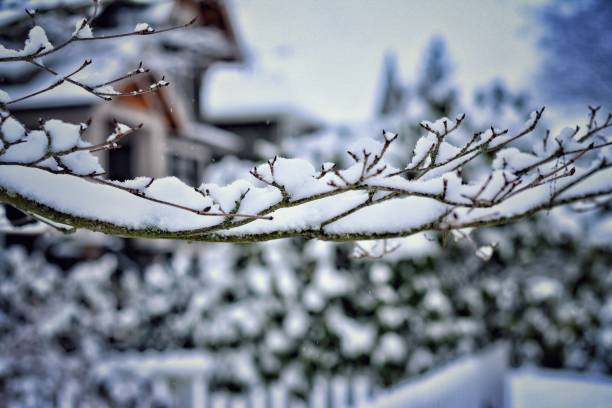 istock Snow Day in Vancouver 1138664701
