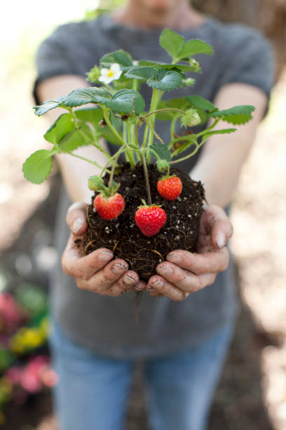 femme retenant l'usine de fraise dans les mains - strawberry plant photos et images de collection