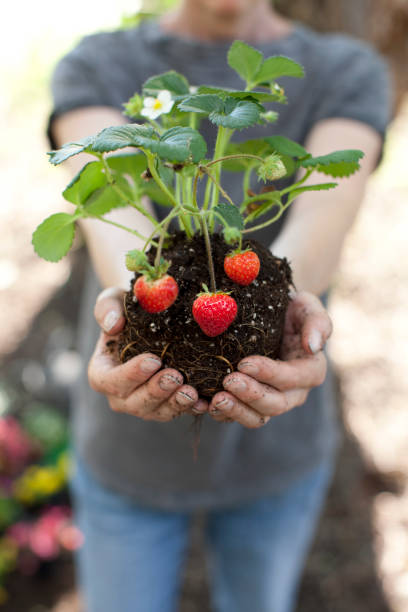 Woman holding strawberry plant in hands Woman holding strawberry plant in hands growing strawberries stock pictures, royalty-free photos & images