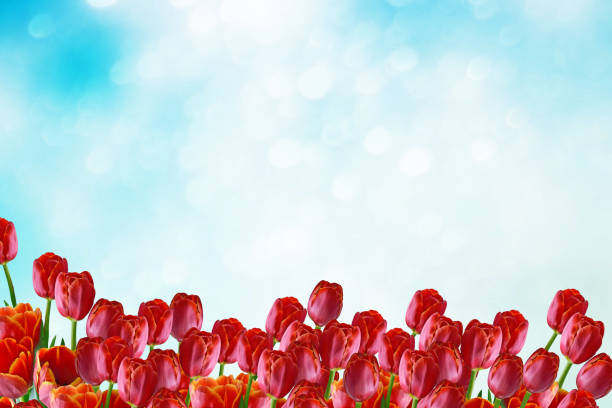 Bright and colorful flowers tulips on the background of spring landscape.