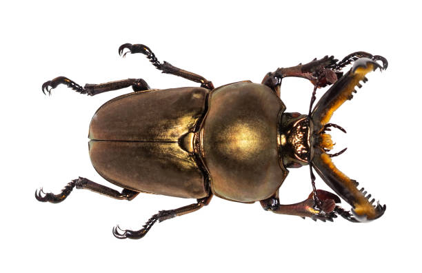 istock Lucanus cervus stag beetle isolated on white 1138668007