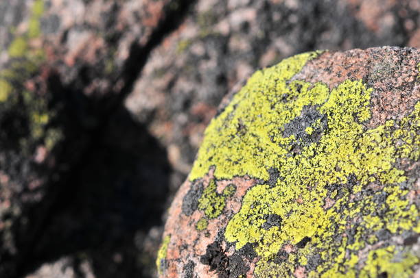 istock Rhizocarpon geographicum (map lichen) 1138668339