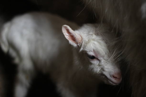 istock Just born a little goat 1138669256